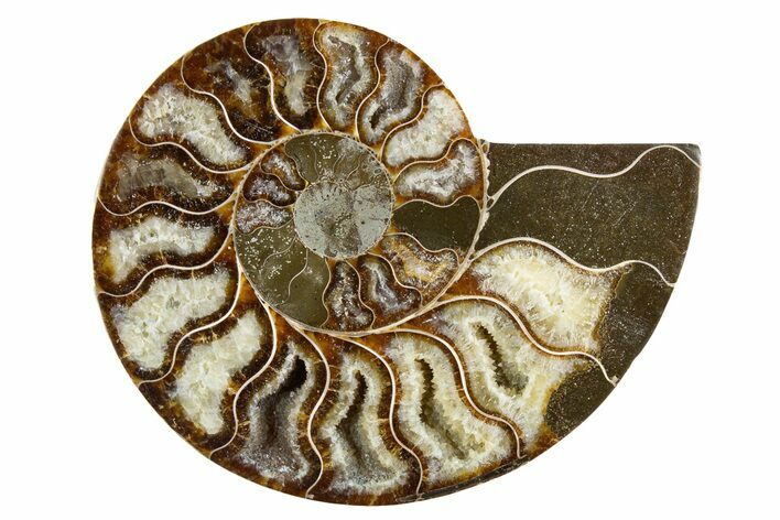 Cut & Polished Ammonite Fossil (Half) - Madagascar #345983